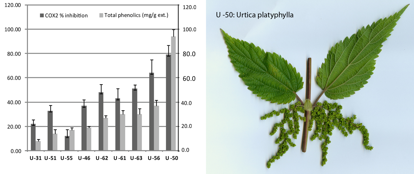 Lemonbalm thesis